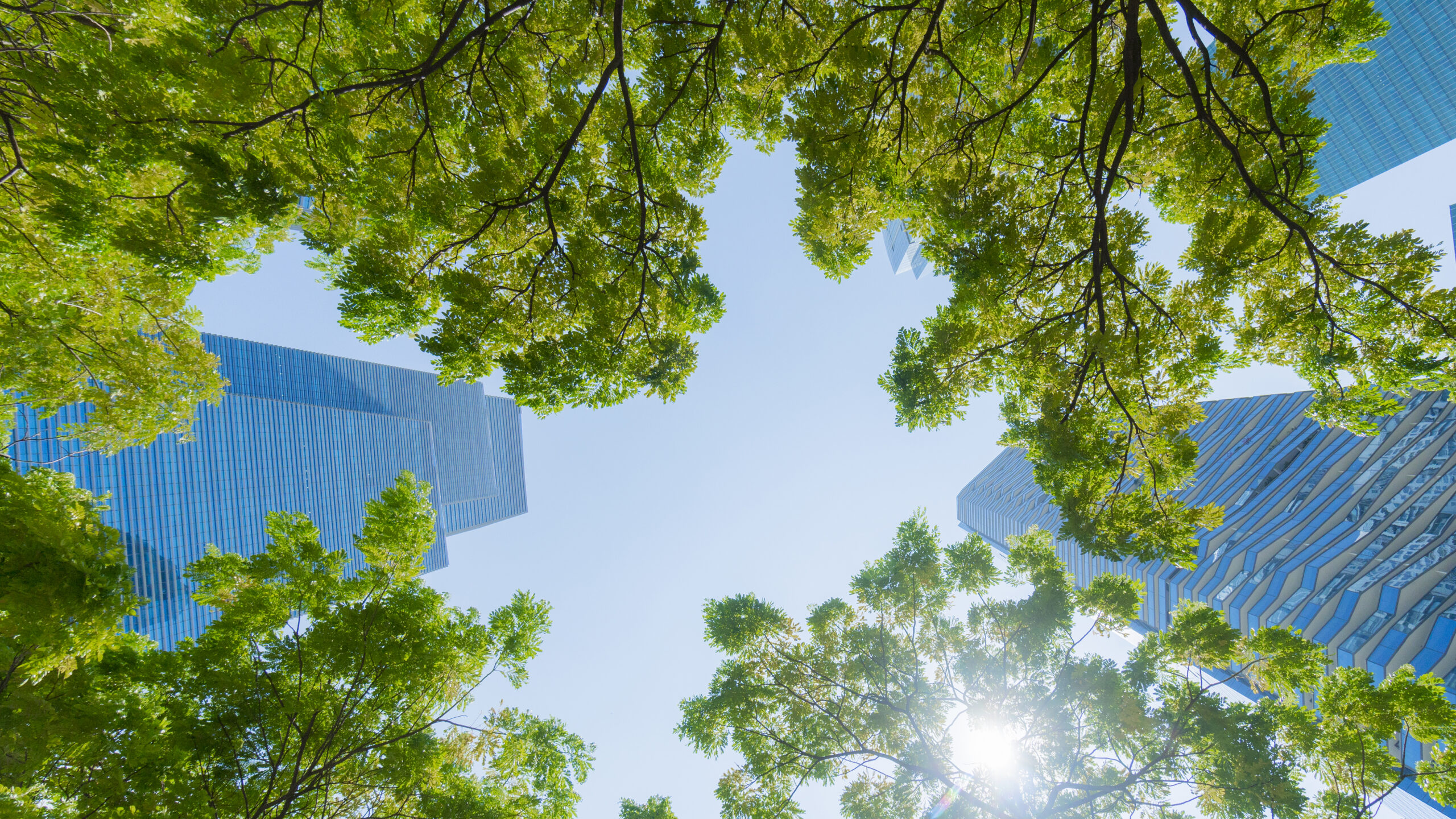 Kimberly-Clark reduce 50% de uso de fibra de bosques naturales