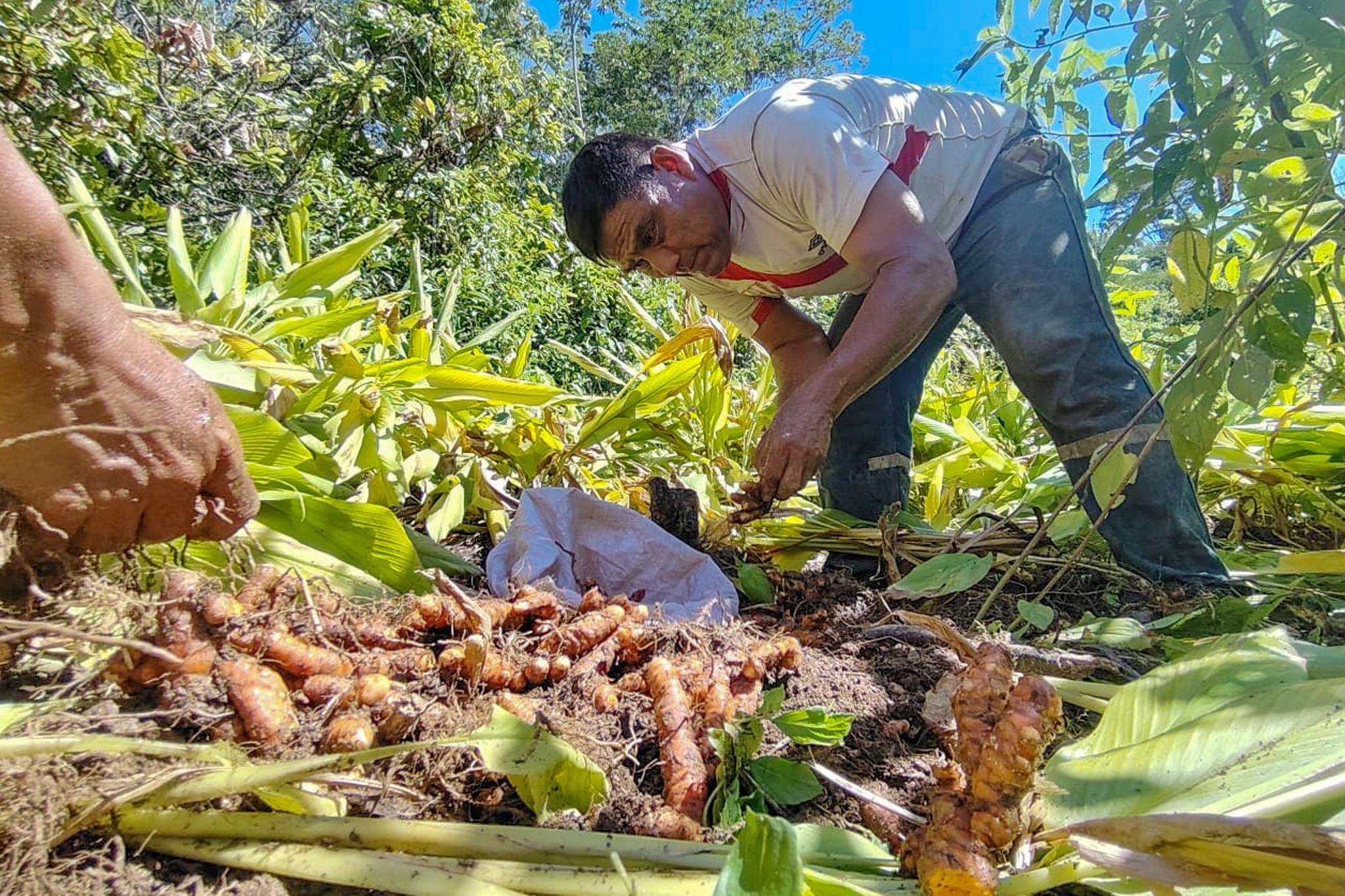 Productores del VRAEM cierran venta de 48 toneladas de cúrcuma