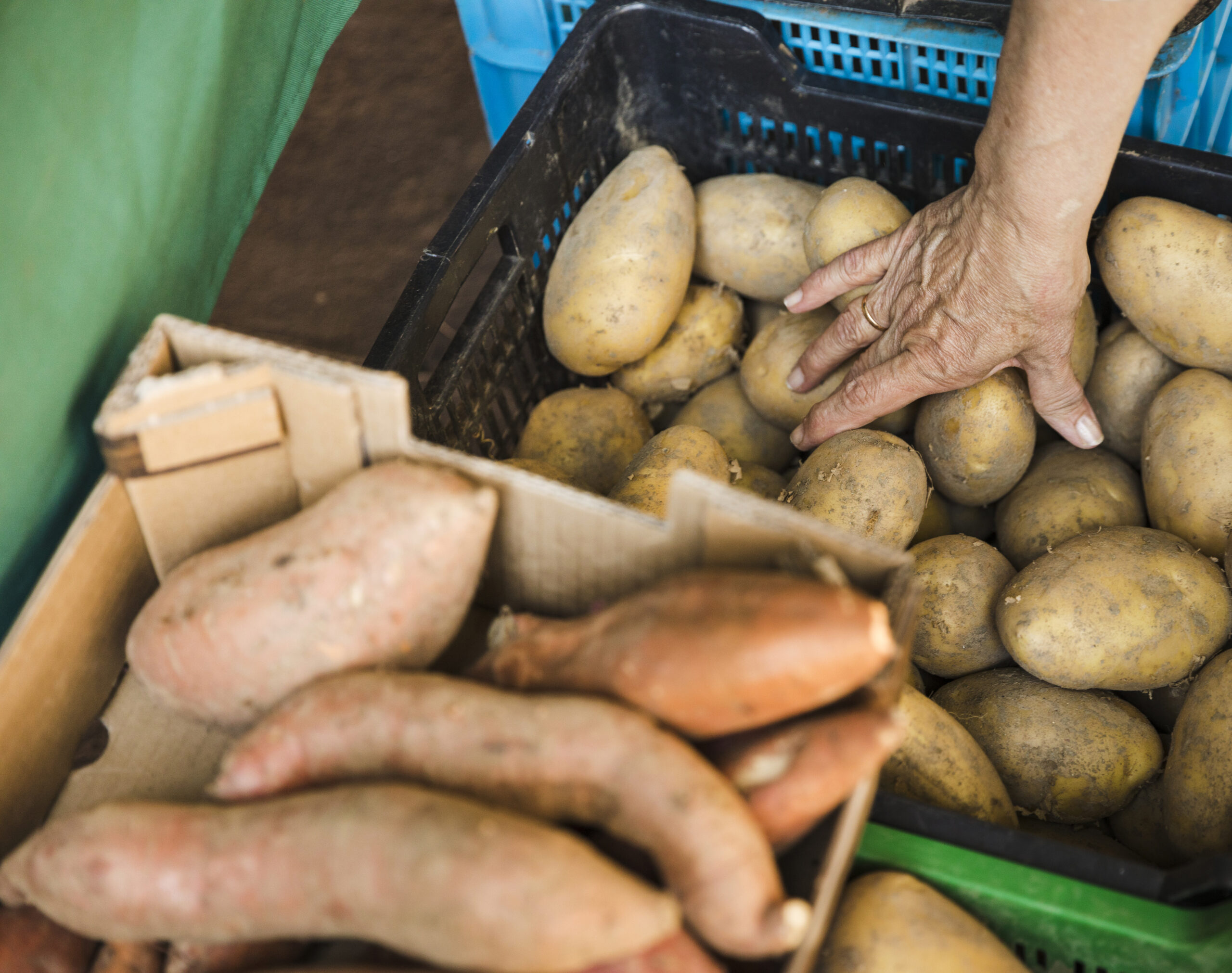 FAO y ALAIAB analizan pérdidas de alimentos en la región