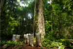 Prosegur financia proyecto REDD+ en la Amazonia peruana 9 Prosegur financia proyecto REDD+ en la Amazonia peruana