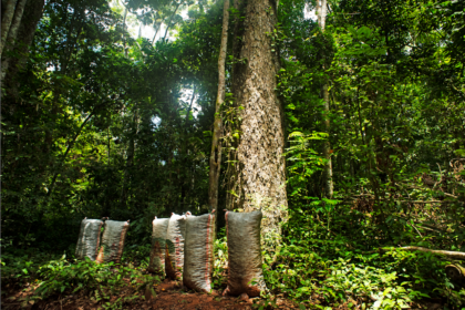 Prosegur financia proyecto REDD+ en la Amazonia peruana