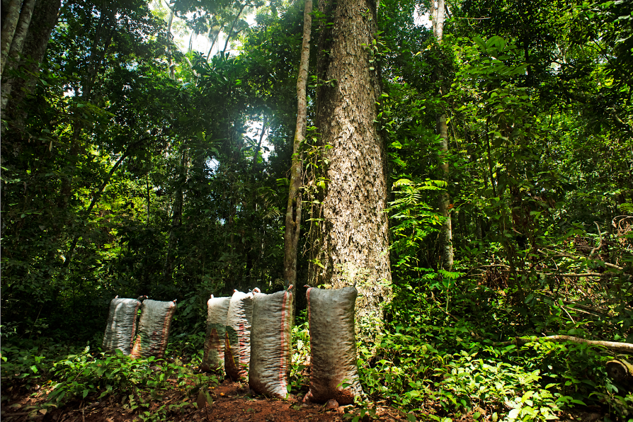 Prosegur financia proyecto REDD+ en la Amazonia peruana